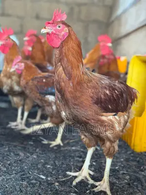 Poultry ( Sasso Birds)