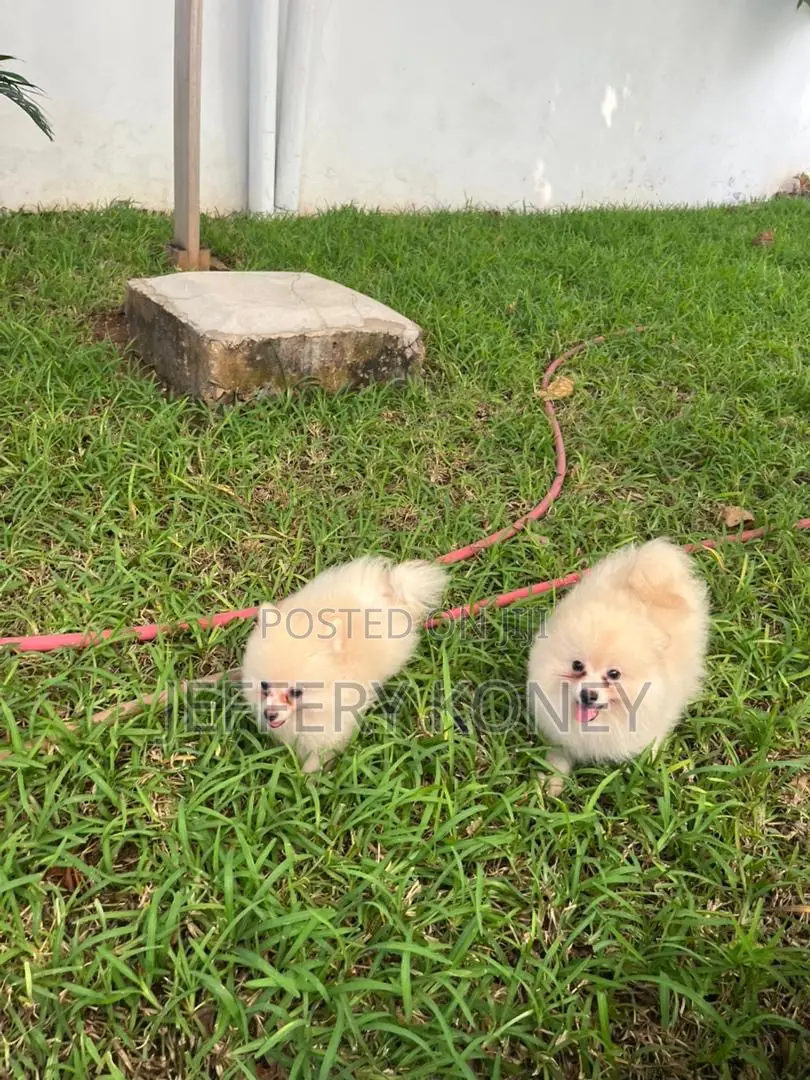 1-3 months Male Purebred Pomeranian