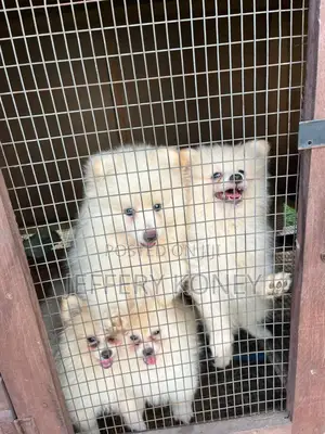 1-3 months Female Purebred Pomeranian