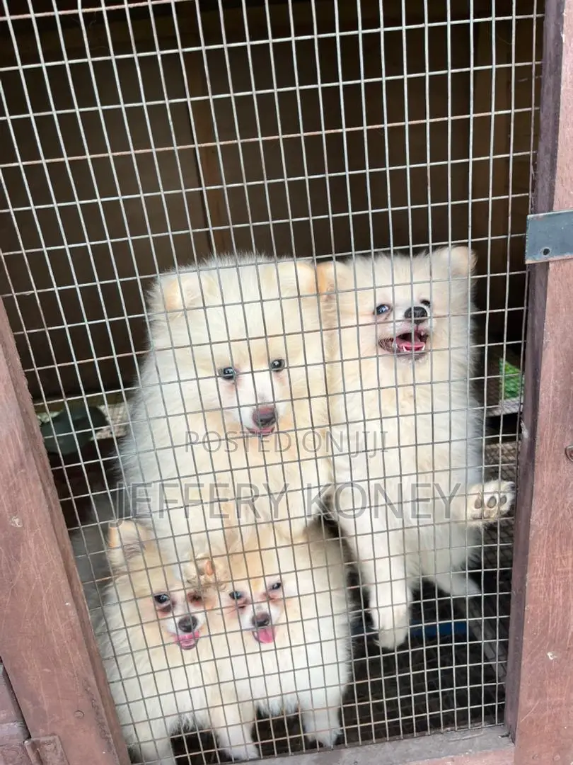 1-3 months Female Purebred Pomeranian