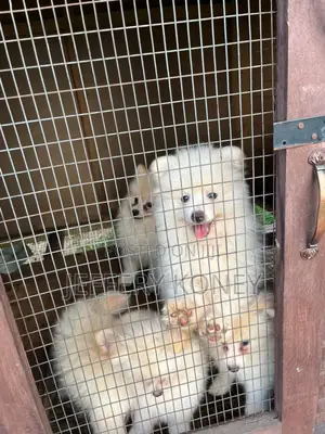 1-3 months Female Purebred Pomeranian