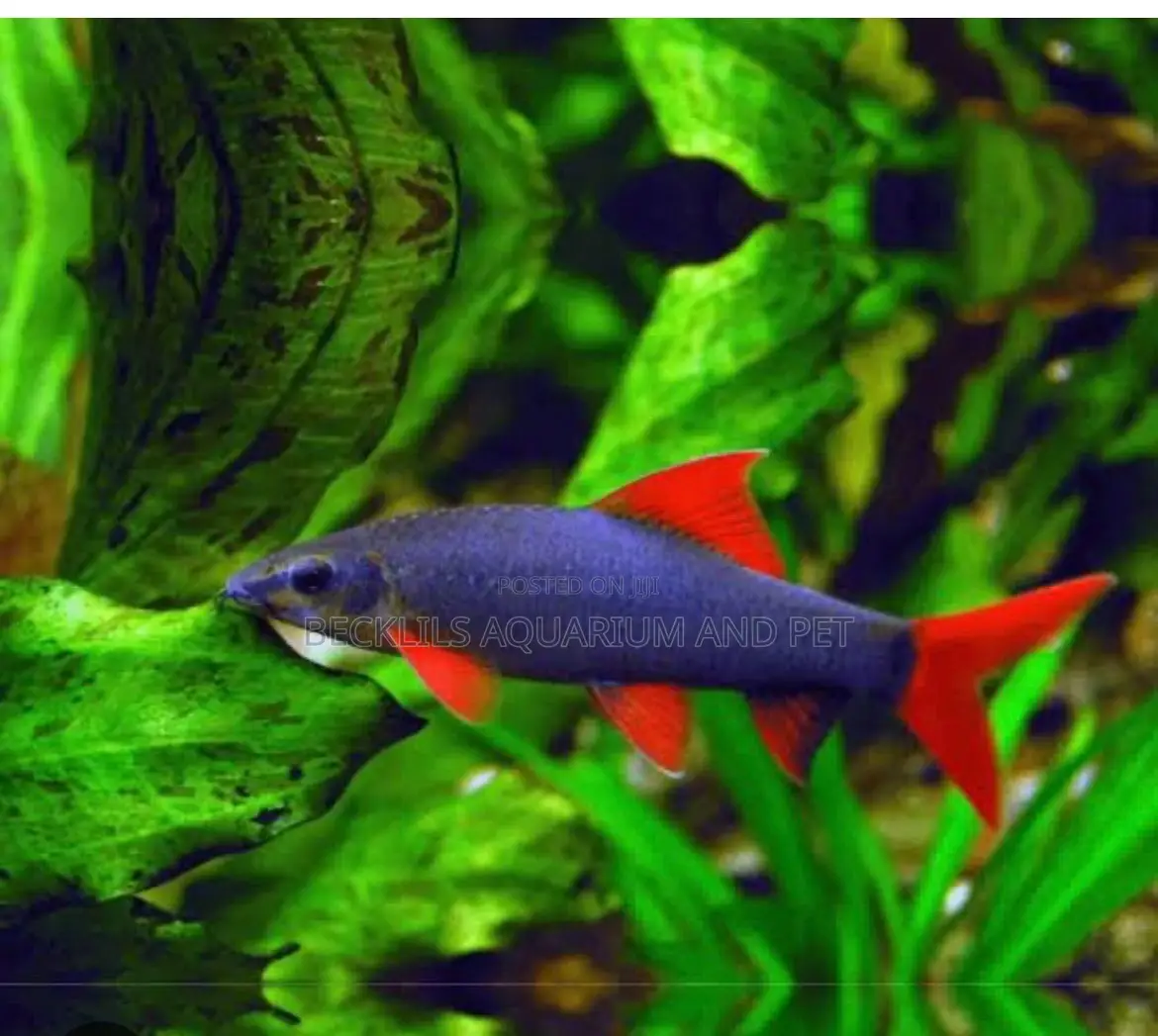 Red Tail Rainbow Shark