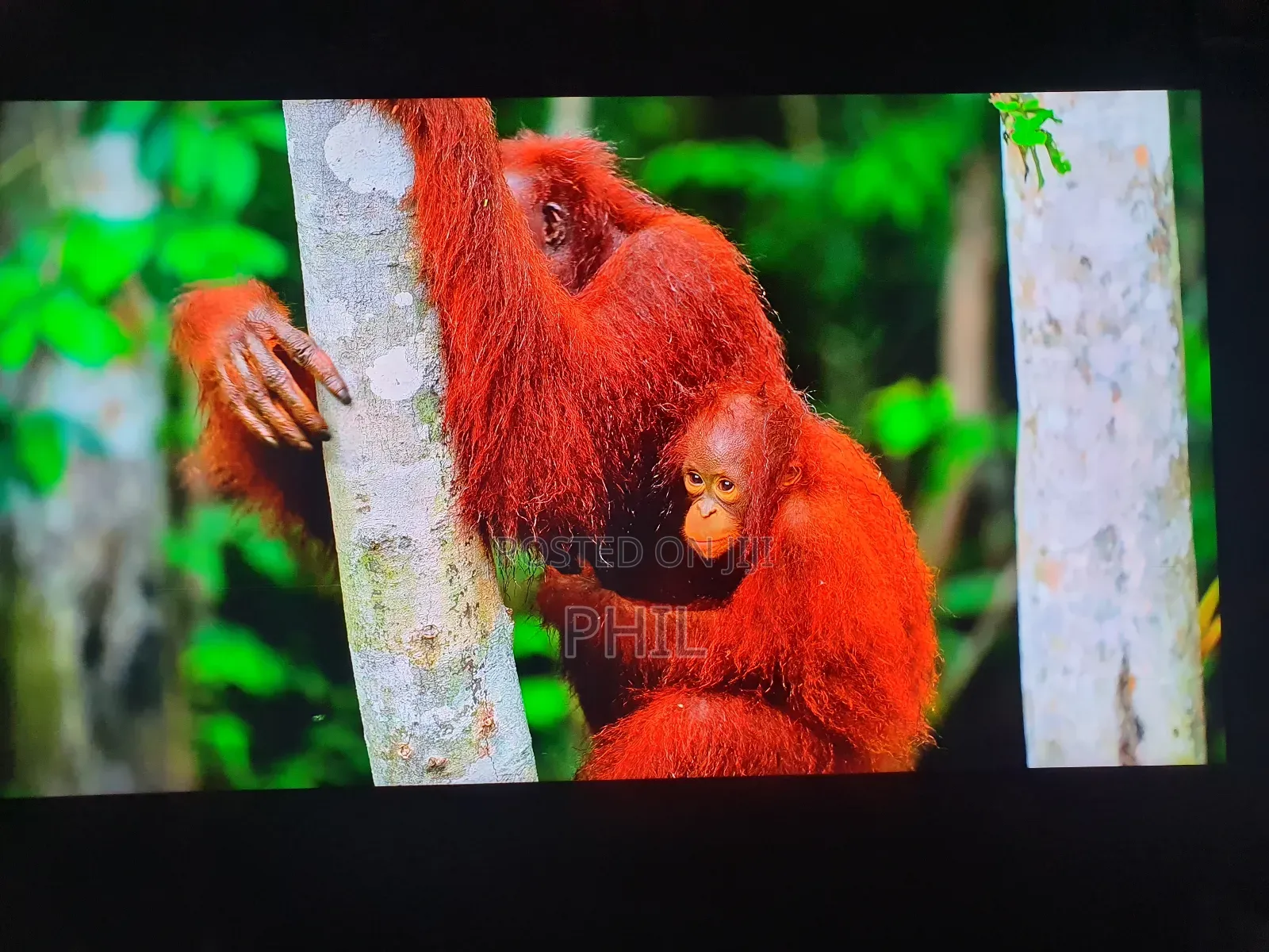 Home Used 75" Sony Andriod Resolution Smart Tv for Sale