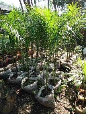 Royal Palm