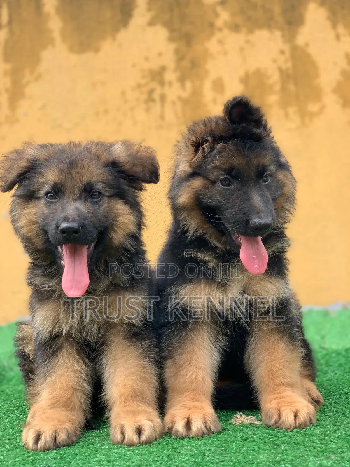 1-3 months Male Purebred German Shepherd