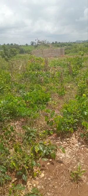Alpha Real Estate Company LTD Land for Sale at Kasoa Akraman