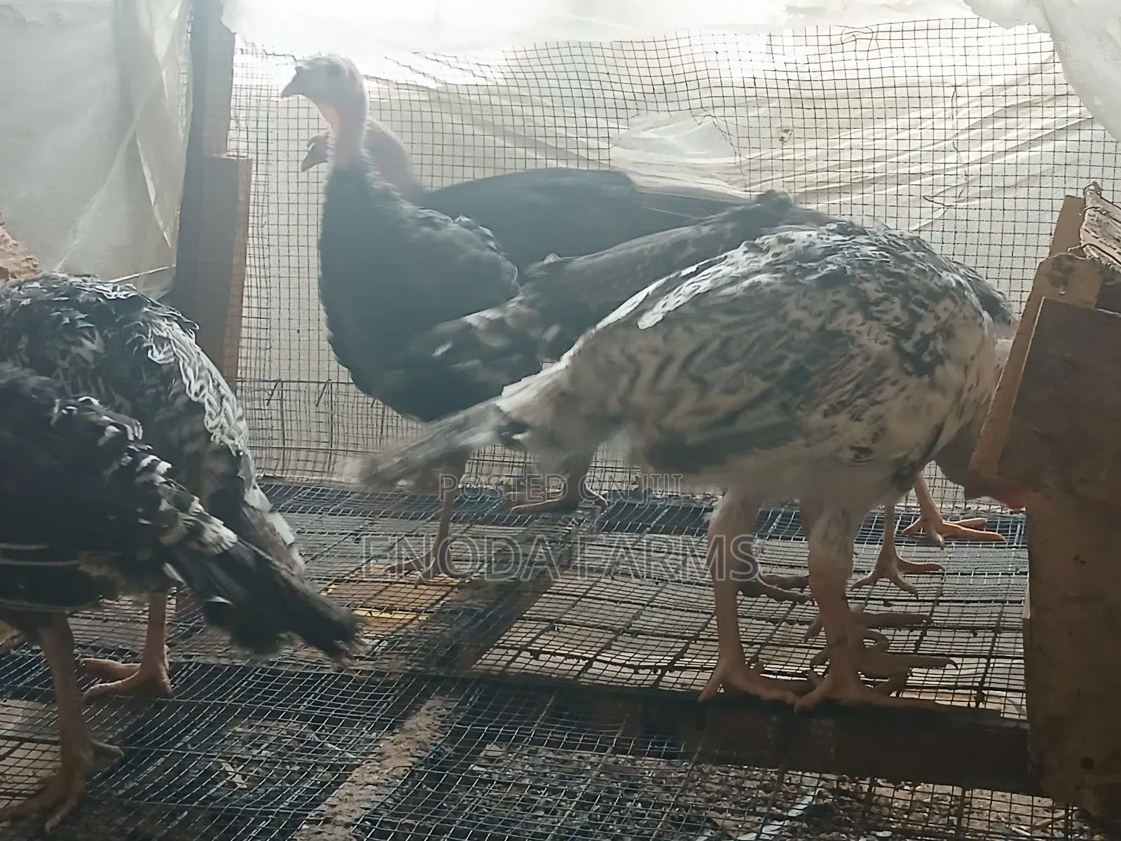 2months Old Turkeys