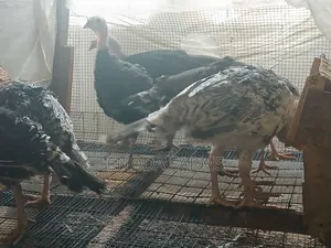 2months Old Turkeys