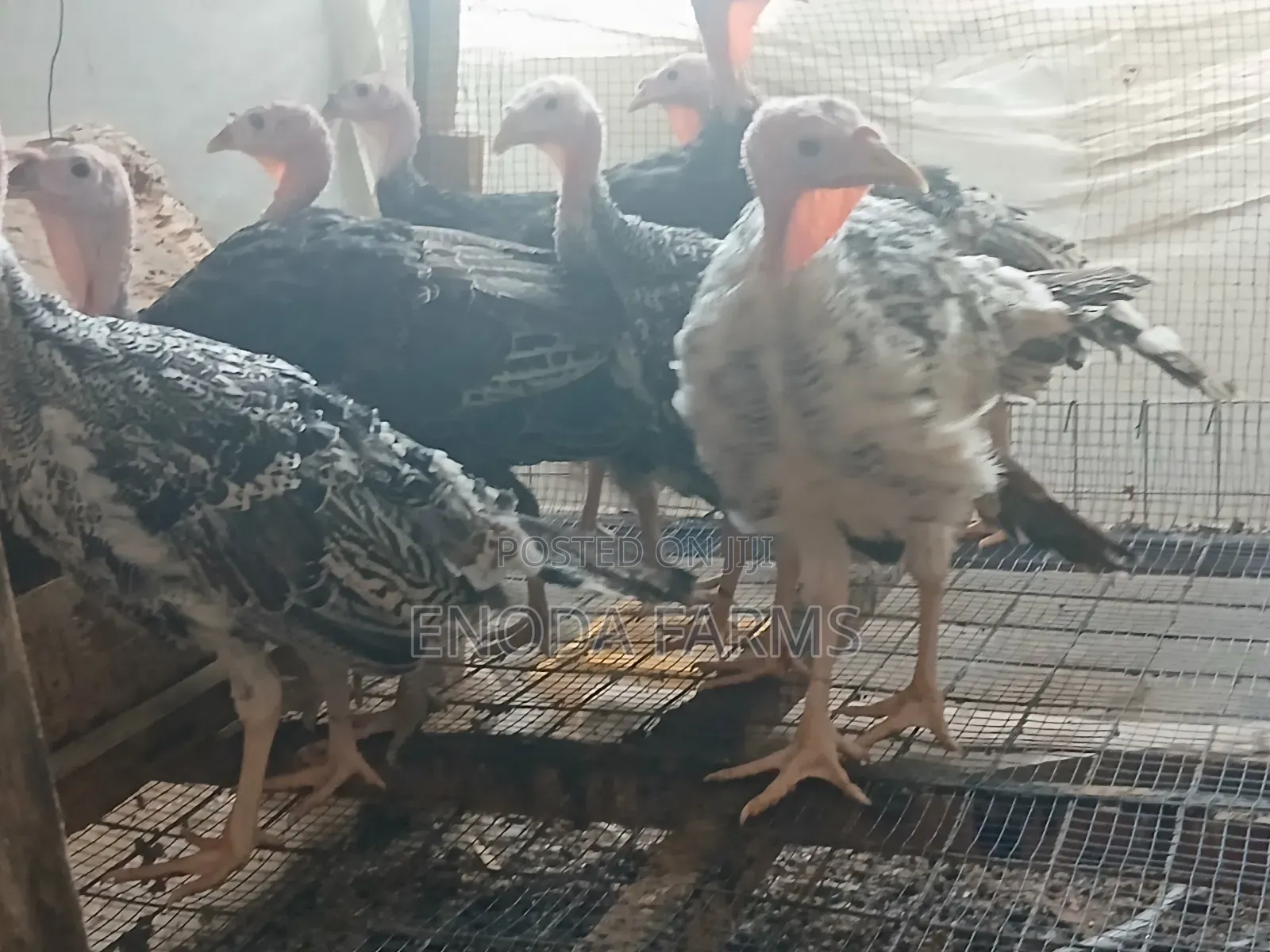 2months Old Turkeys