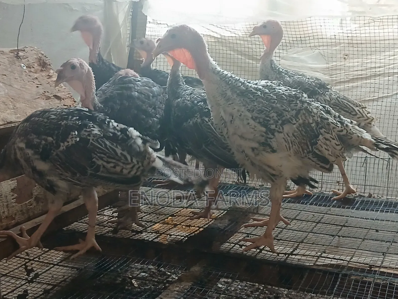 2months Old Turkeys