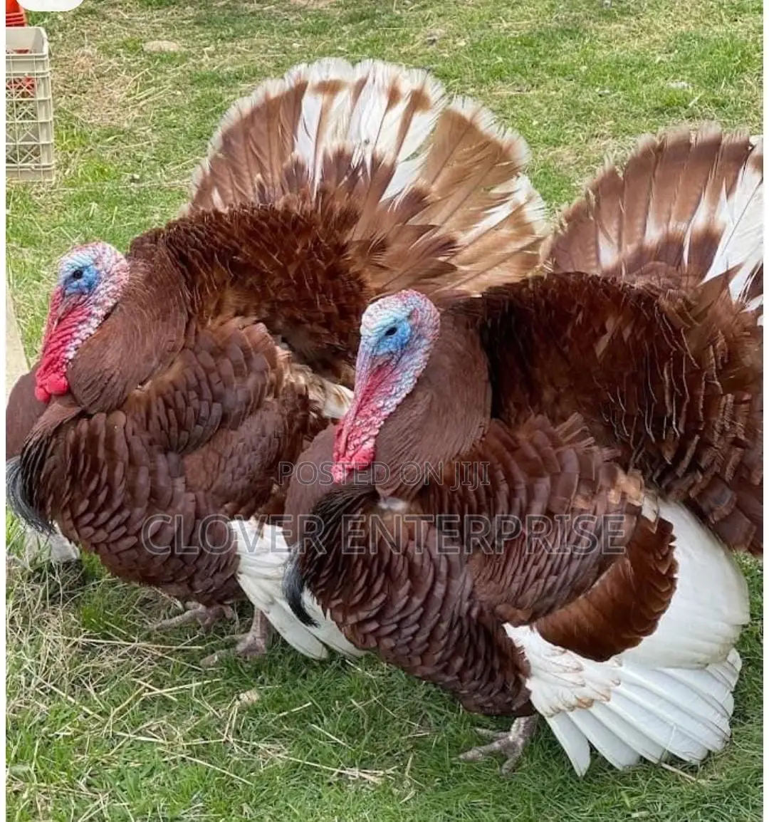 Dayold Bourbon Red or Brown Turkey