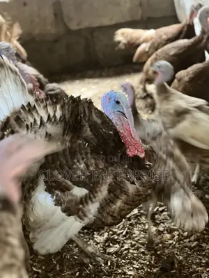 Dayold Bourbon Red or Brown Turkey