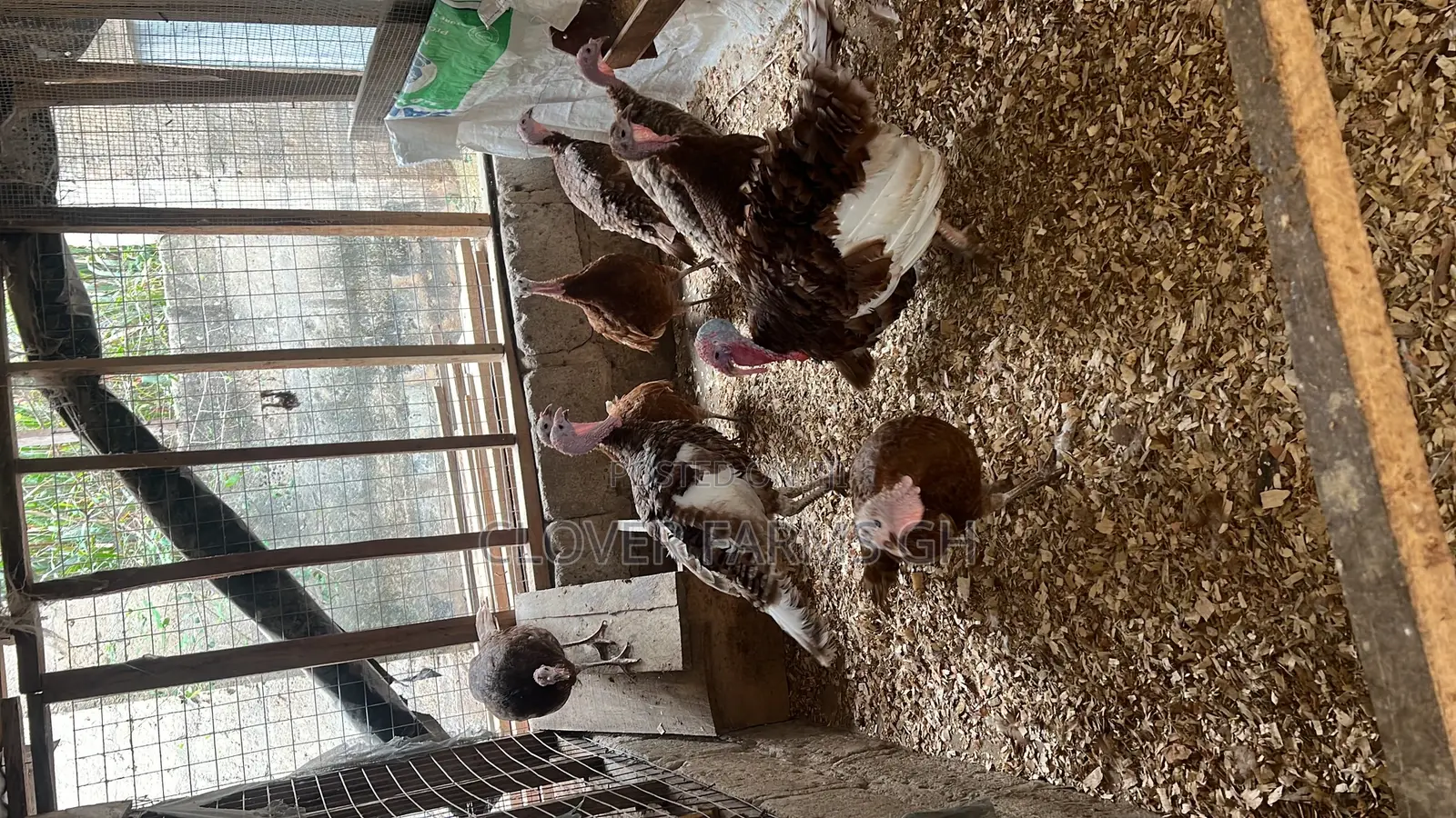 Dayold Bourbon Red or Brown Turkey