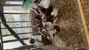 Dayold Bourbon Red or Brown Turkey