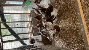 Dayold Bourbon Red or Brown Turkey