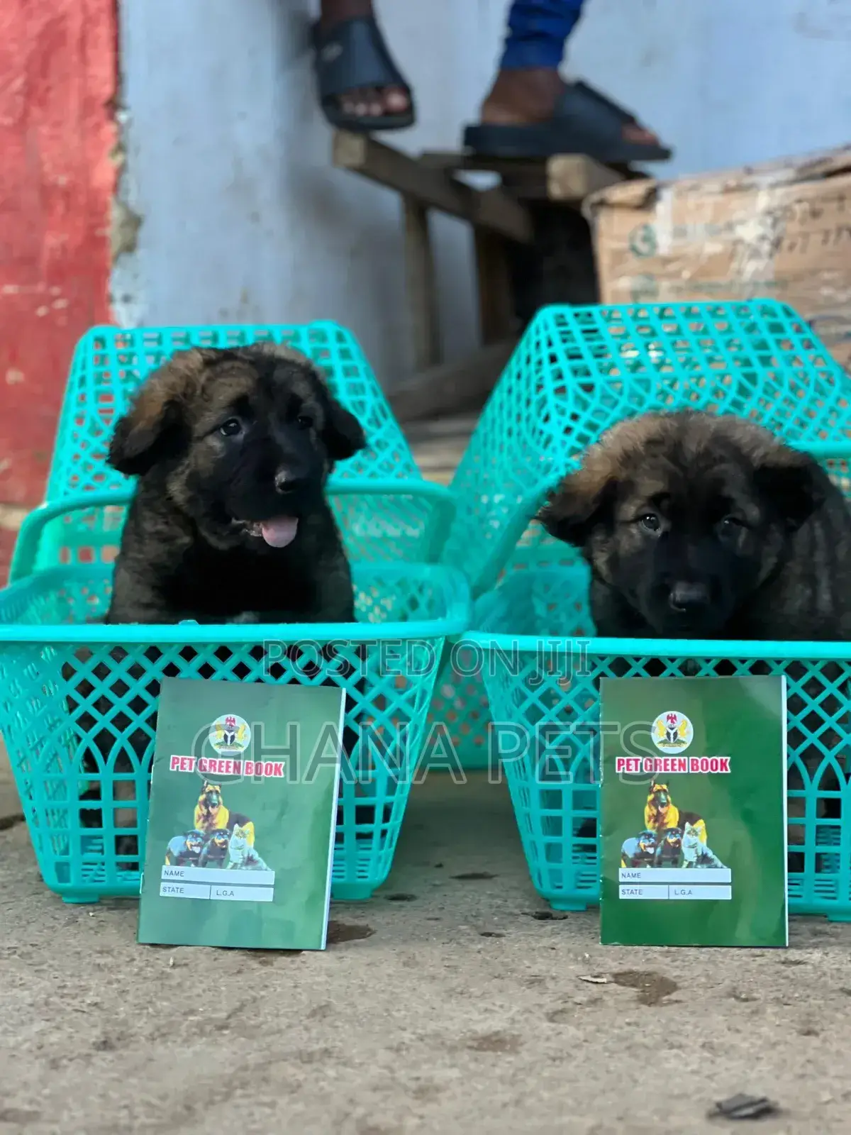 1-3 months Male Purebred Caucasian Shepherd