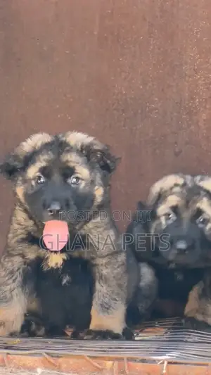 1-3 months Male Purebred Caucasian Shepherd