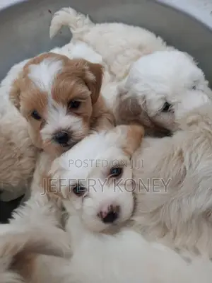 1-3 months Female Purebred Poodle