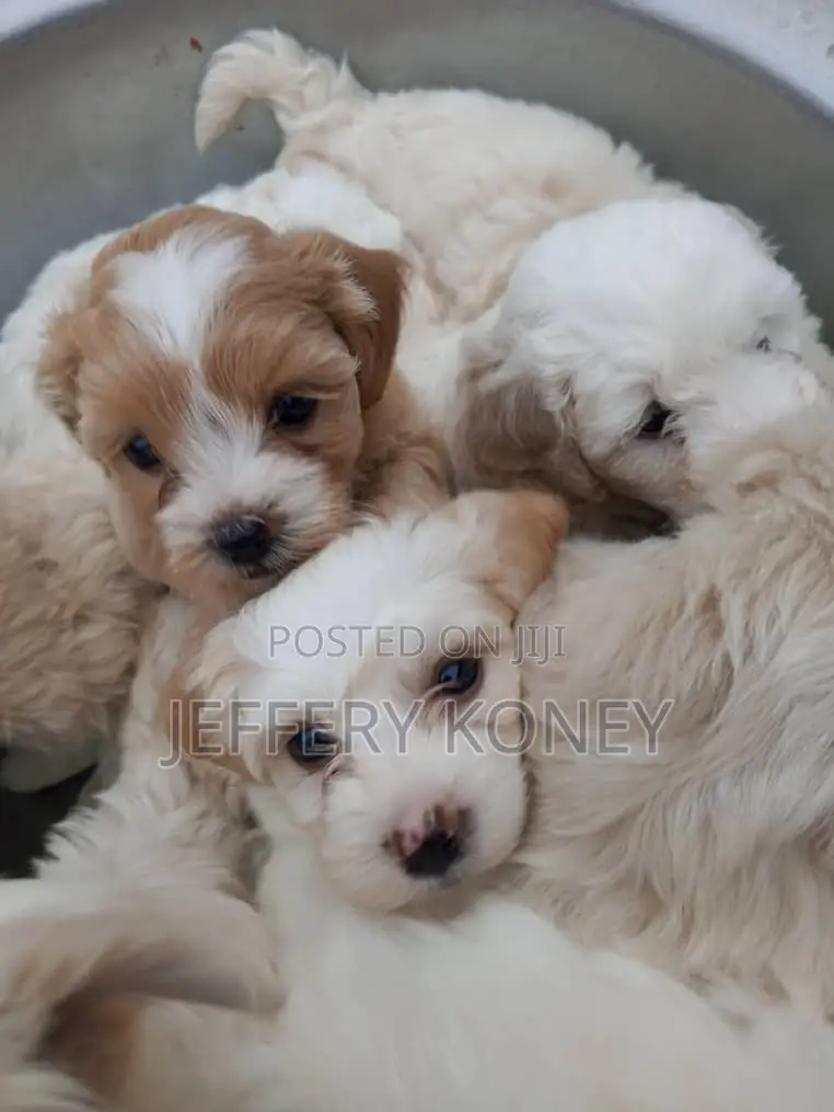 1-3 months Female Purebred Poodle
