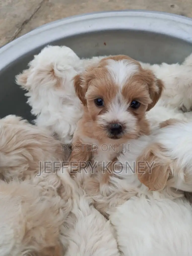 1-3 months Female Purebred Poodle