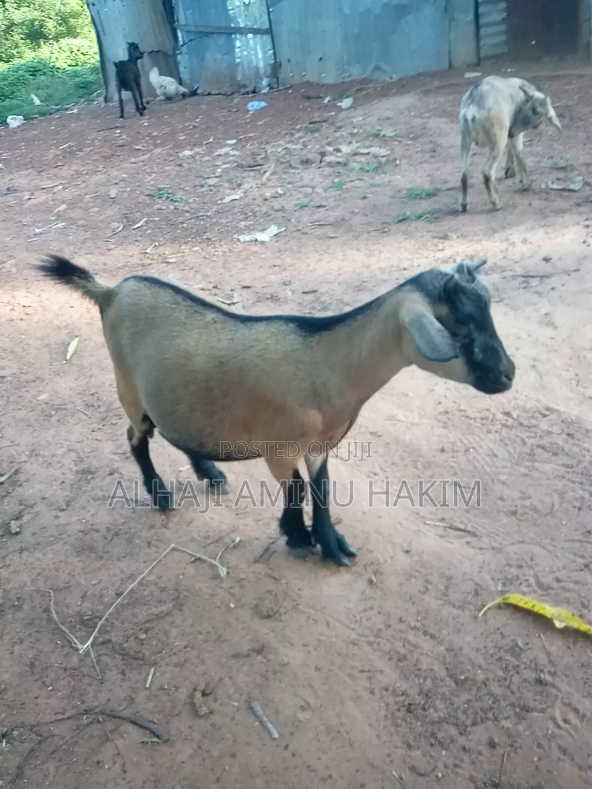 Nice Small Goat Sellar