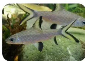 Silver Shark