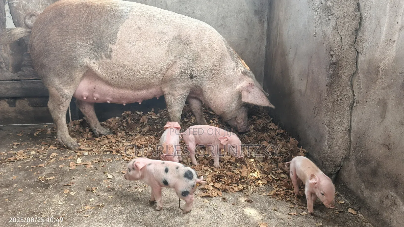 Pig for Breeding