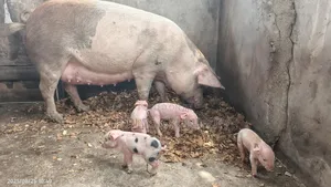 Pig for Breeding