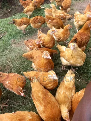 One Month Old Sasso Chicks