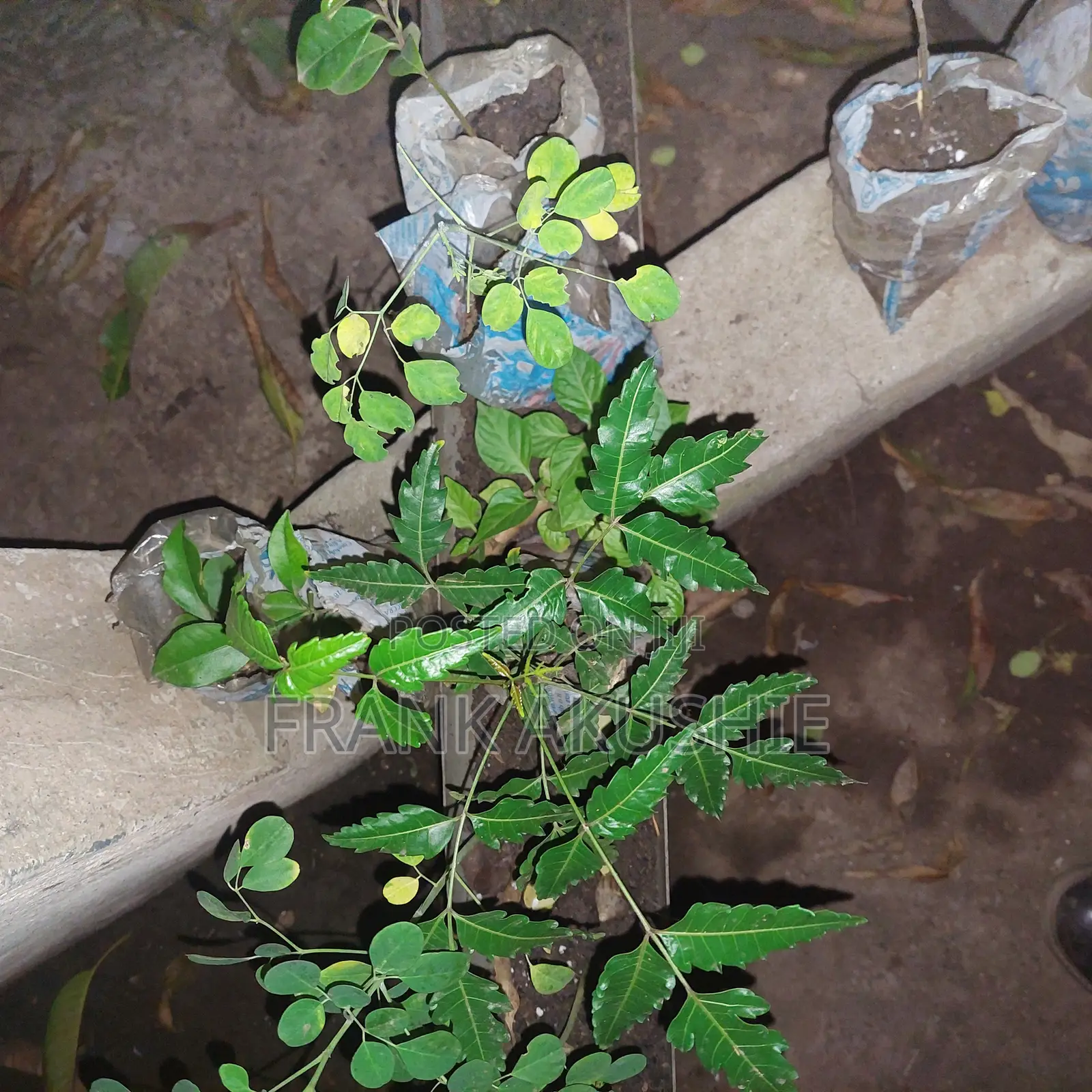 Oil Palm, Moringa , Dandelion, Soursop, Aloe Vera.