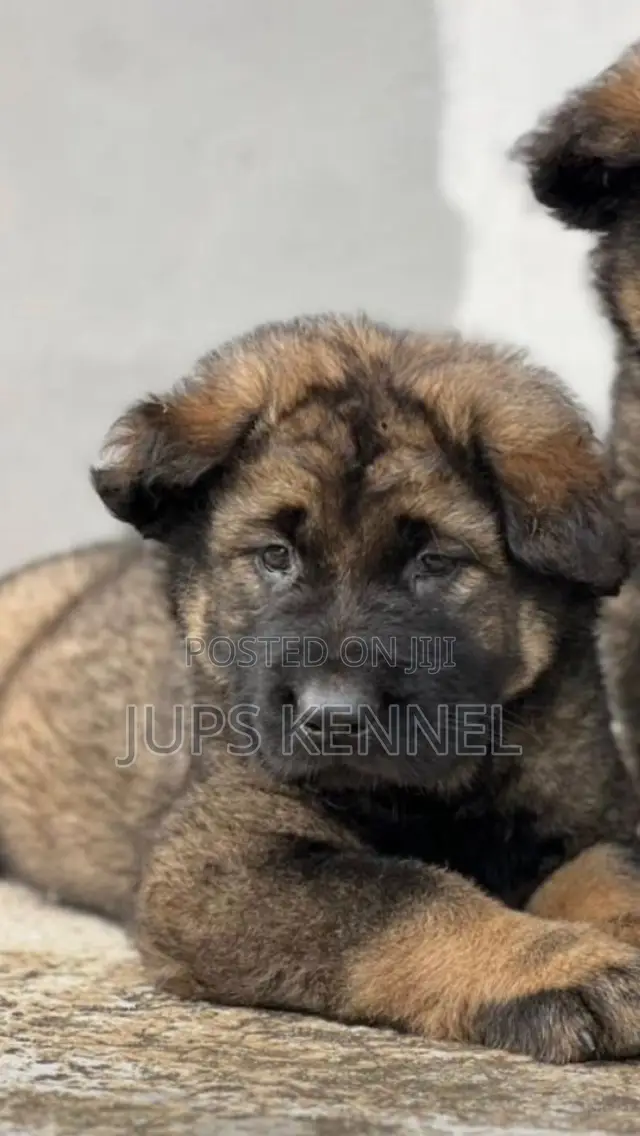 1-3 months Female Purebred Caucasian Shepherd