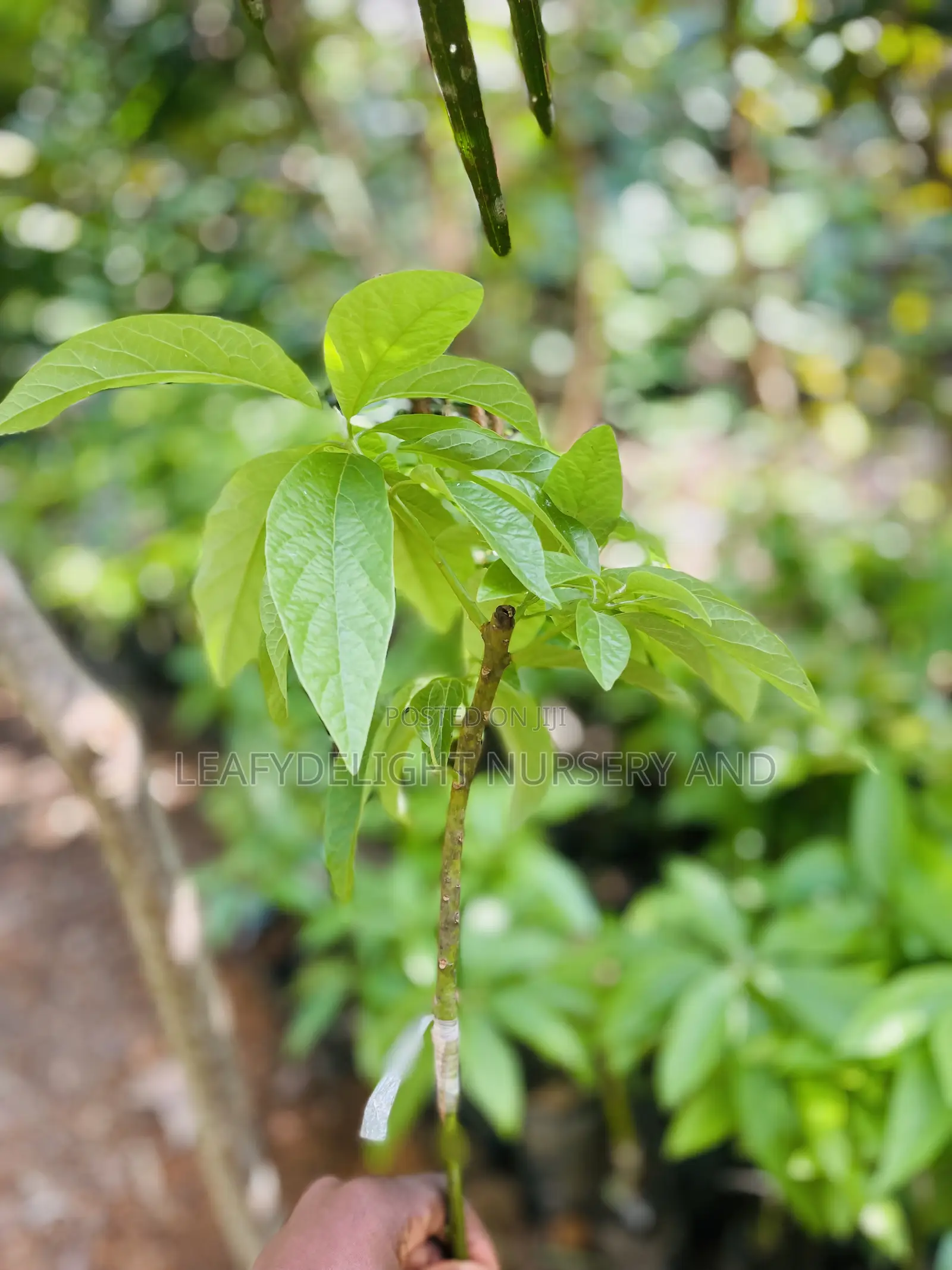 Grafted Avocado Seedlings