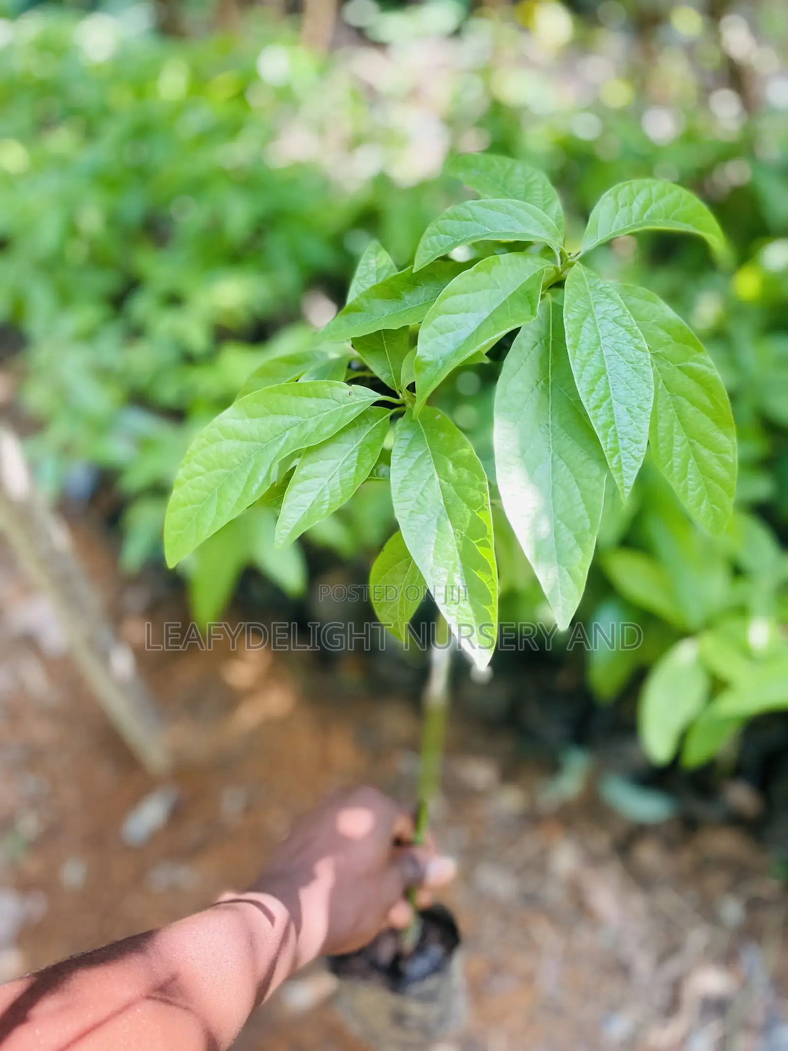 Grafted Avocado Seedlings