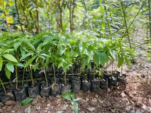 Grafted Avocado Seedlings