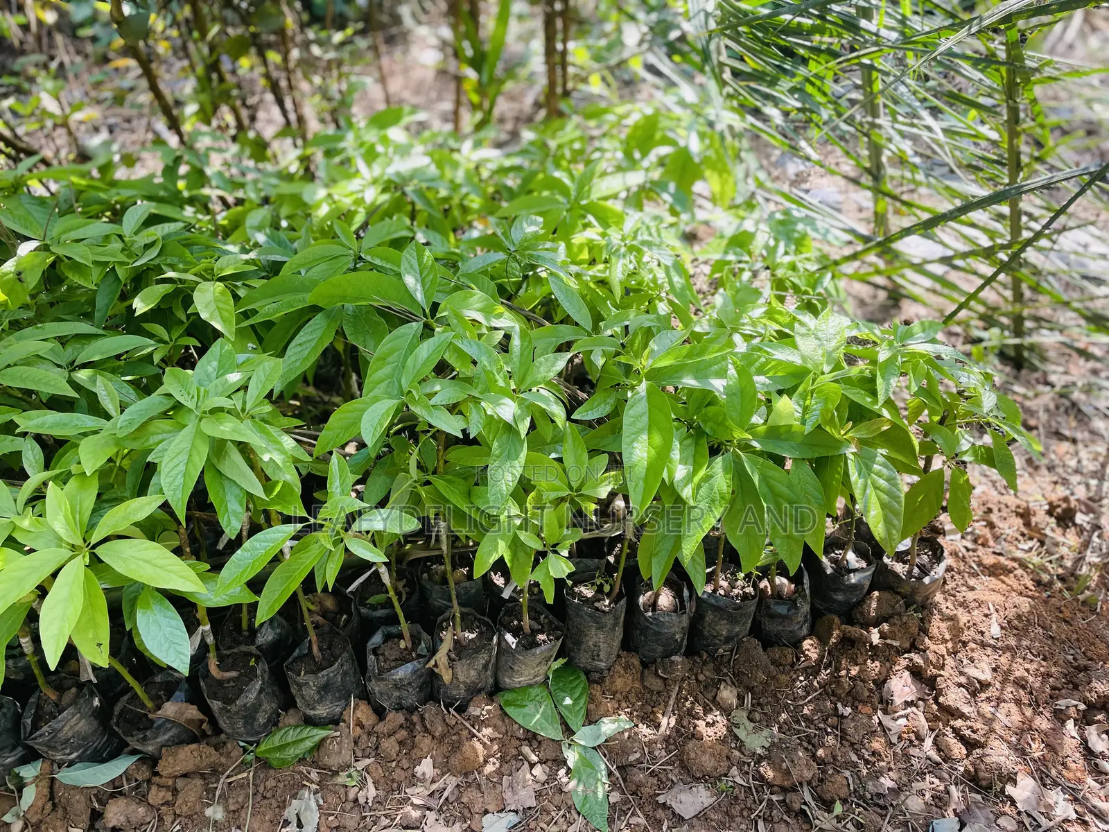 Grafted Avocado Seedlings