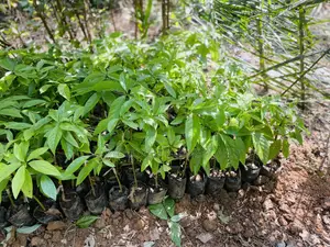 Grafted Avocado Seedlings