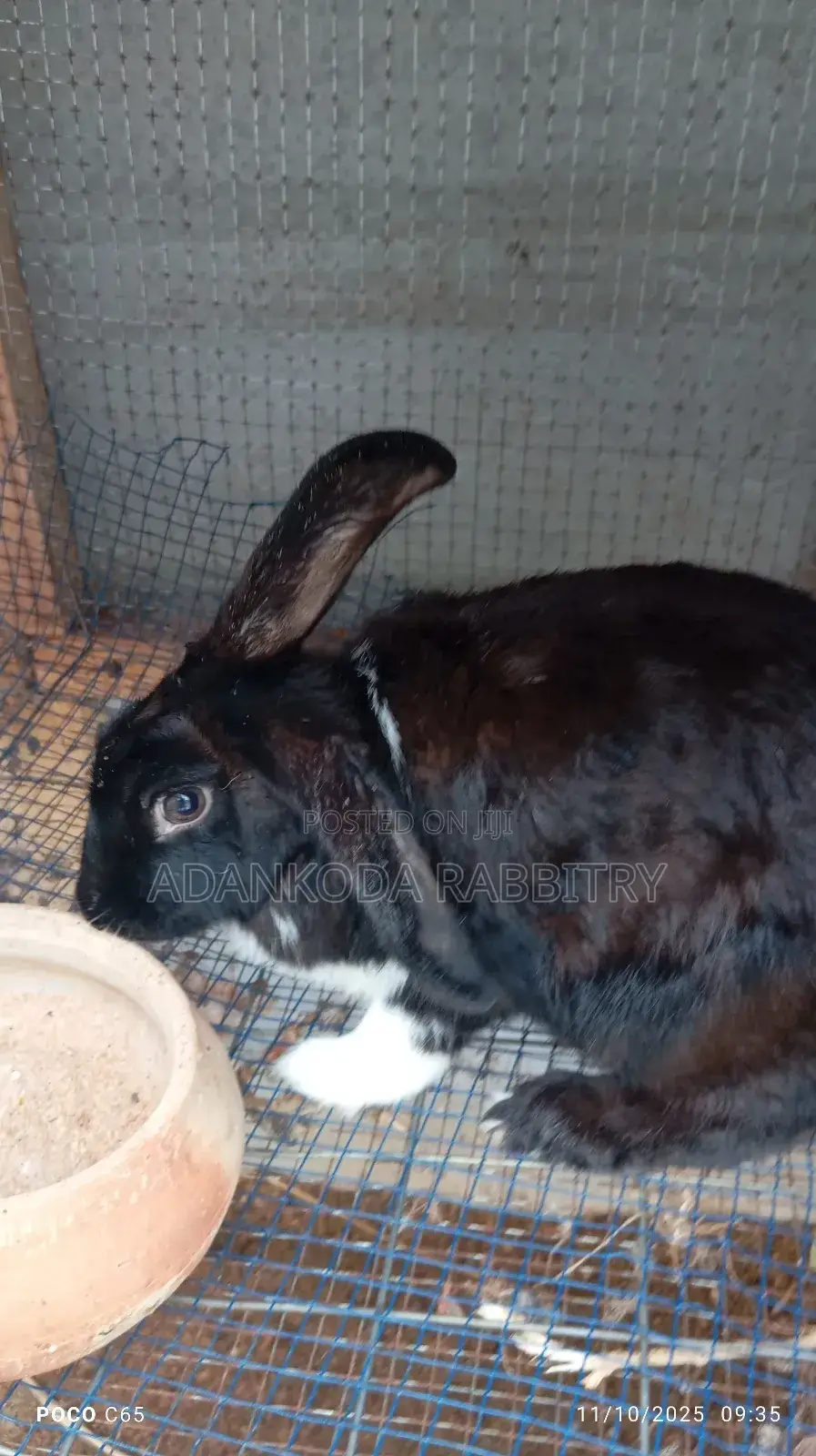 Healthy and Strong Rabbits for Sales