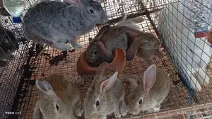 Healthy and Strong Rabbits for Sales