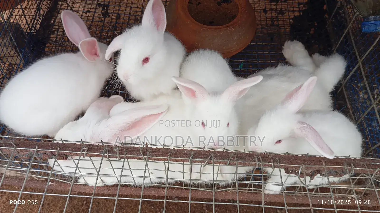 Healthy and Strong Rabbits for Sales