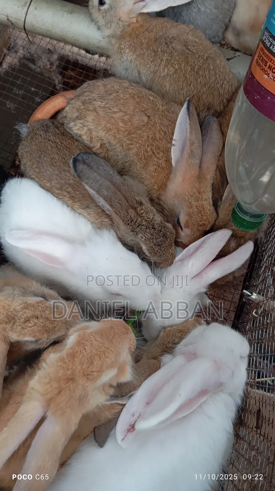 Healthy and Strong Rabbits for Sales