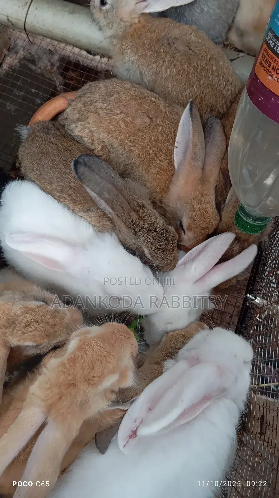 Healthy and Strong Rabbits for Sales
