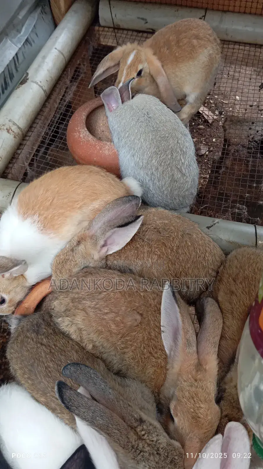 Healthy and Strong Rabbits for Sales