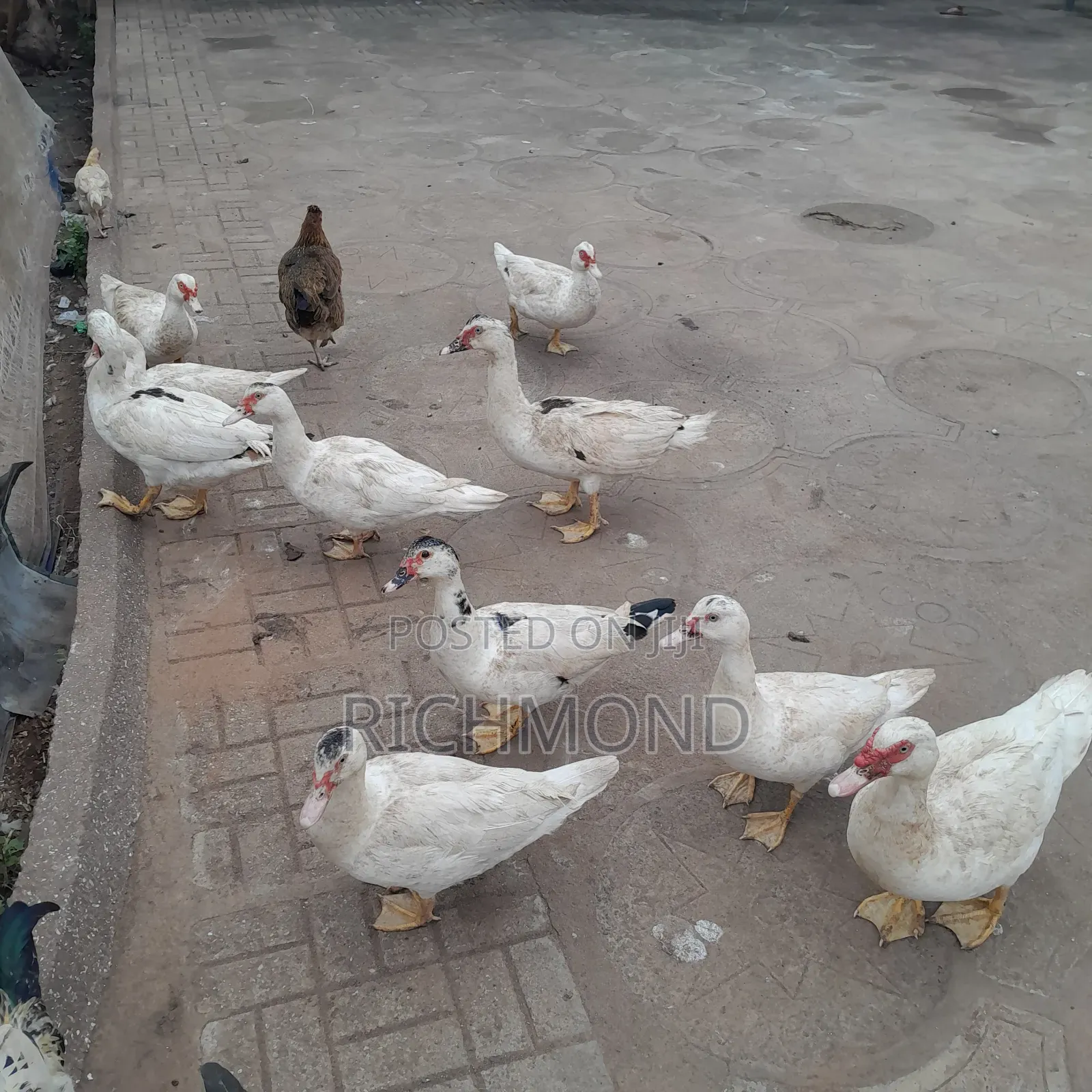 Ducks for Sale