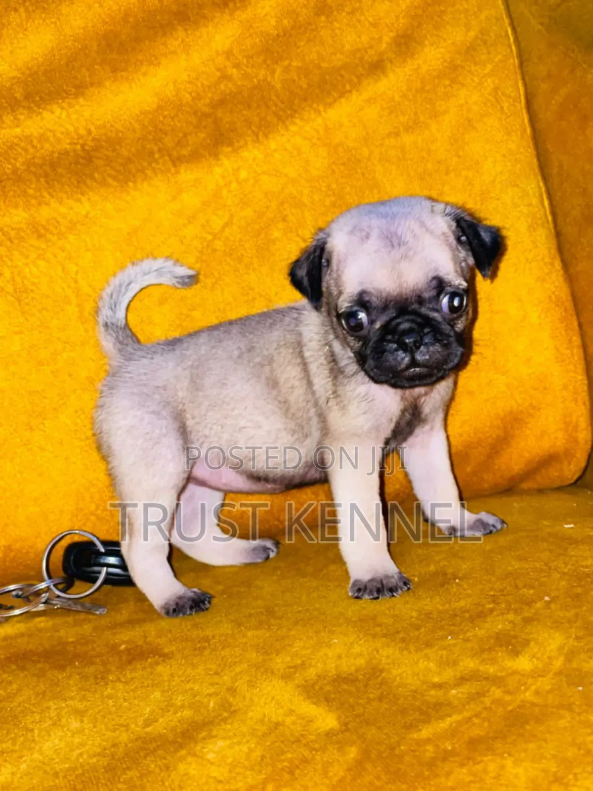 1-3 months Female Purebred Pug