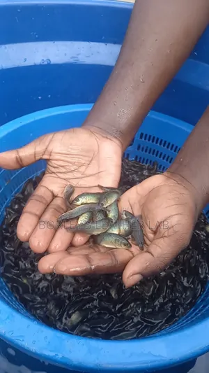 Supaku Fish