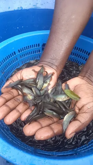 Supaku Fish