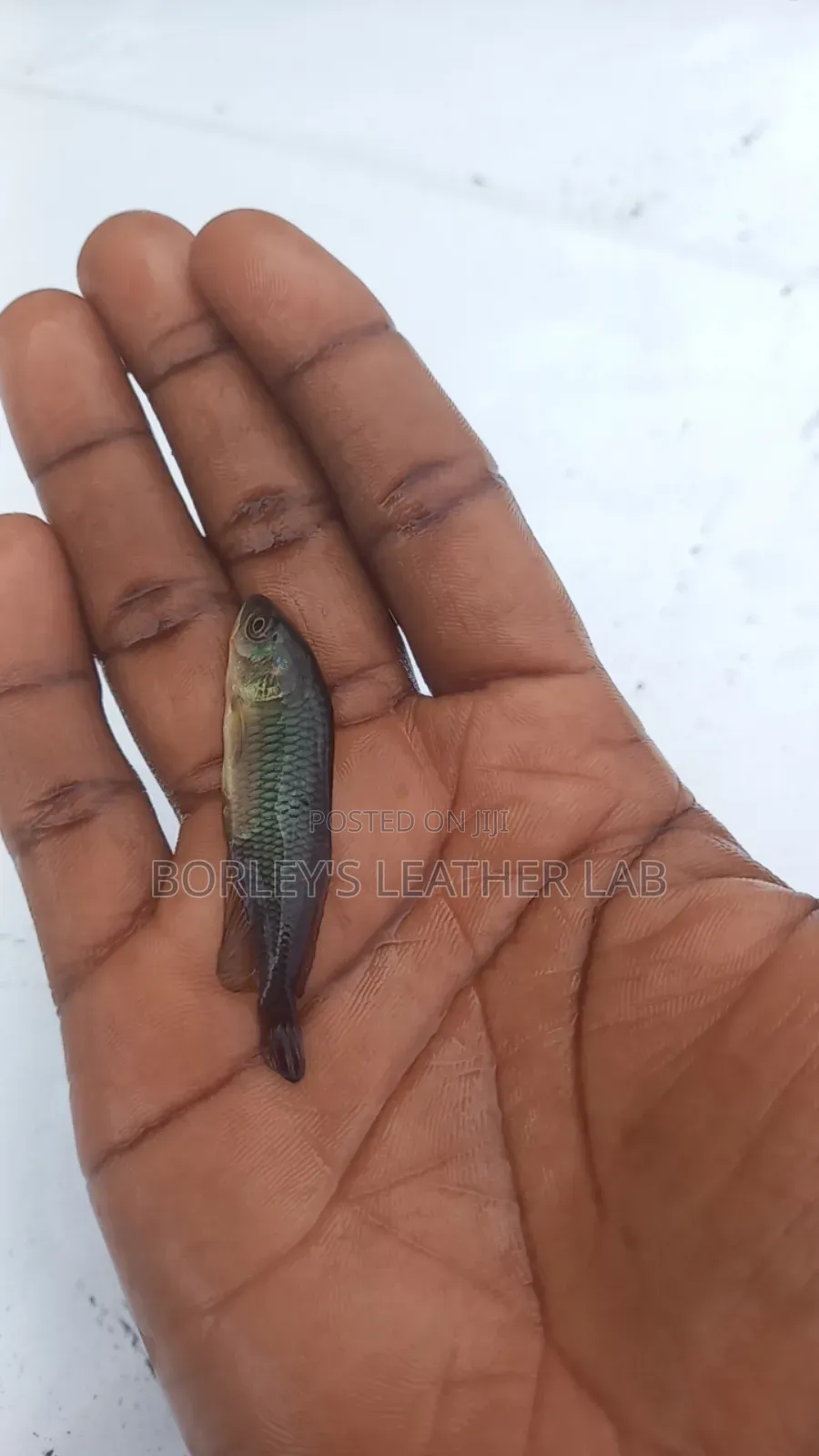 Supaku Fish