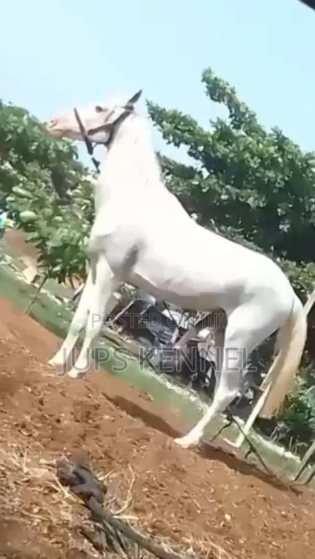 Horse (Pure Lipizzaner Breed)