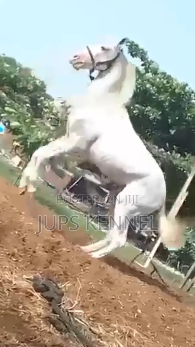 Horse (Pure Lipizzaner Breed)