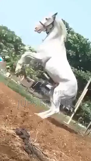 Horse (Pure Lipizzaner Breed)
